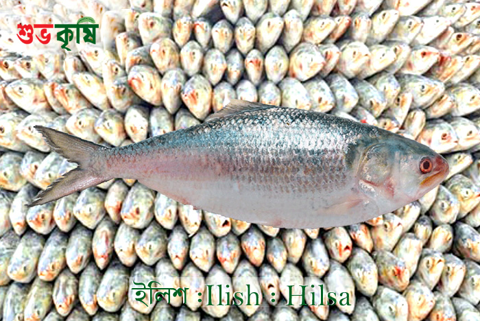 An easy way to preserve hilsa throughout the year