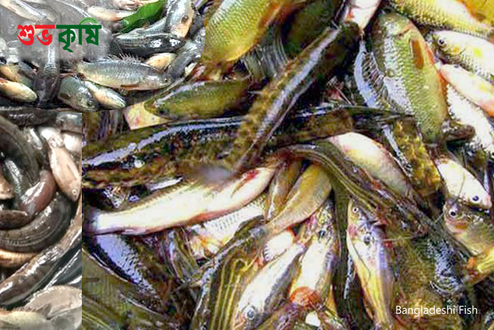 bangladeshi fish