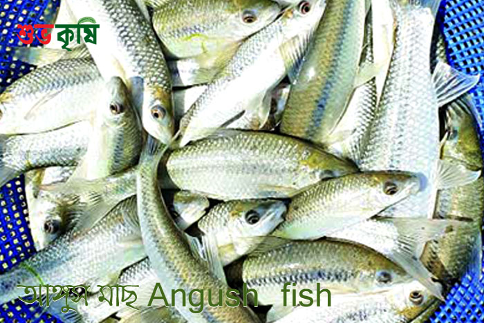 Angush fish